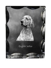 Setter Anglais, Cristal Avec