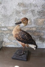 Taxidermie ANCIENNE Cabinet De