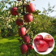 Pommier 'Starking' * - Malus communis à pommes rouges