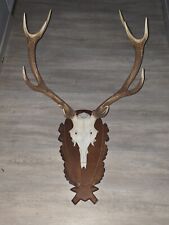 Bois  De Cerf 12 Corps Grande