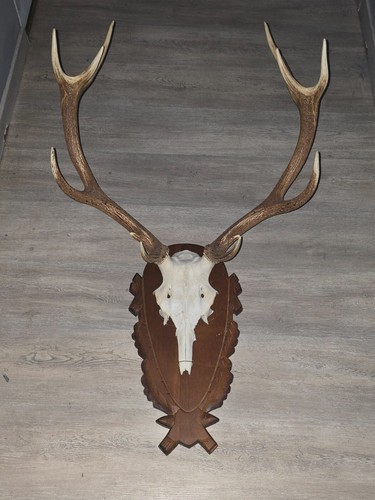 Bois cerf corps grande - bois, 12
