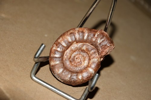 Ammonite xenodiscus - ammonite,