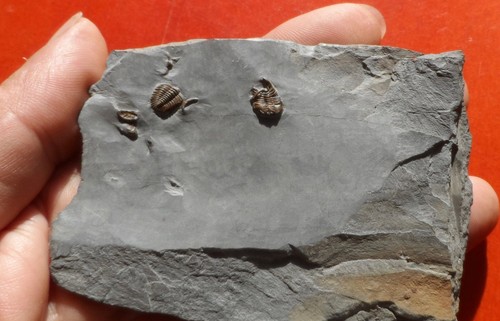 Trilobite ordovicien - ordovicien, de