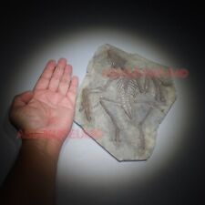 Dinosaure Confuciusornis Oeuf