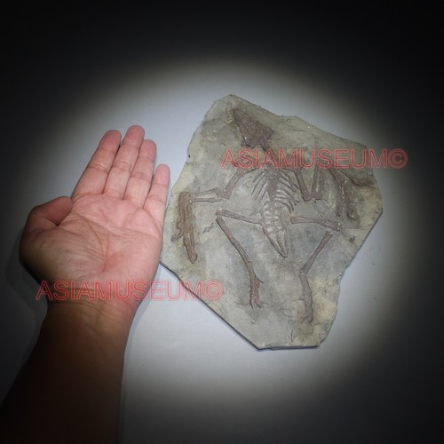 Dinosaure confuciusornis oeuf - confuciusornis,