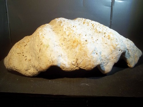 Fossile bénitier - fossile.,