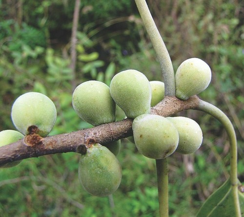 Indian bat fig - bat,