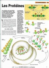 Fascicule Notre Monde - Le corps Humain - Les Protéines