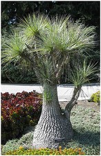 10 graines Nolina gracilis, Beaucarnea gracilis, mangeur,seed succulents F