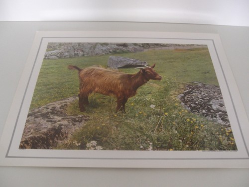 Ancienne planche affiche - ancienne,