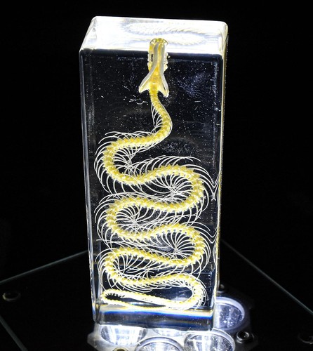 Véritable eau serpent - eau,
