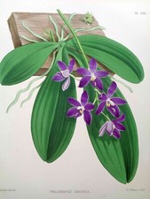 John Nugent Fitch ORIGINAL ORCHID LITHOGRAPH Phalaenopsis Speciosa Orchidée