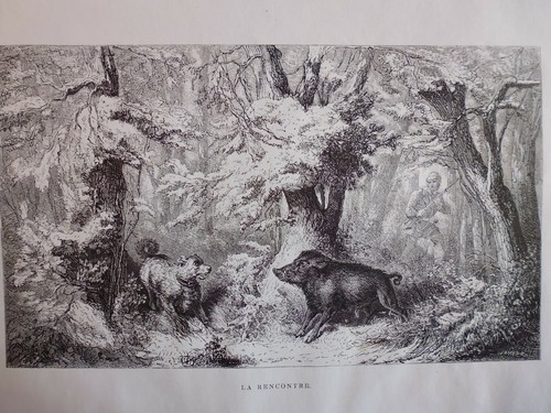 Engraving hunting the - *19°,