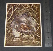 CHROMO 1950-1960 CHOCOLAT COTE D'OR BRUXELLES FAUNAFLOR II NID MOINEAU FRIQUET