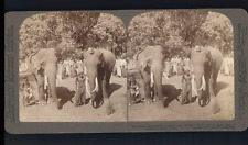 Sri Lanka (Ceylon), Deux éléphants vétérans du temple qui portaient « la dent de