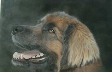 Tableau au  pastel sec portrait d'un leonberg