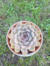 Echeveria Fiona, easy