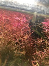 plante aquarium Plante aquarium Rotala blood red SG variant