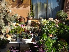 plantes grasses grand  lot boutures diverses ,aéoniums  crassula  succulentes