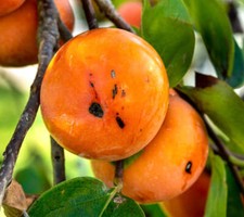 Diospyros virginiana | American Persimmon | Possumwood - Plaqueminier d'Amérique