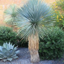 Yucca rostrata - rostrata, rostré