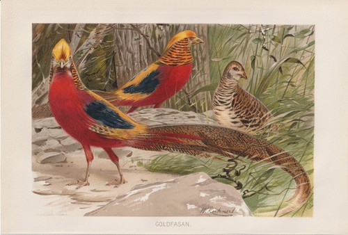 Faisan doré chrysolophus - faisan,