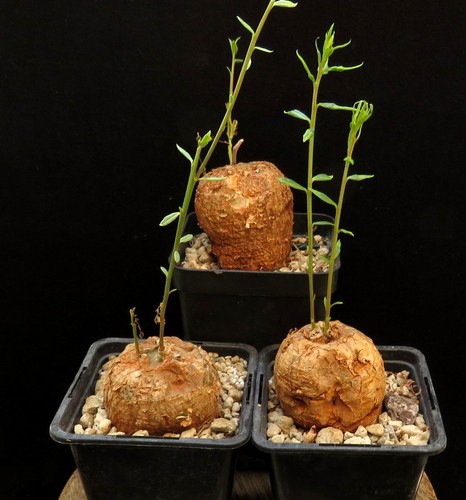 Talinum caffrum caudex - talinum,