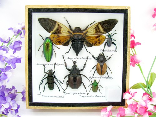 Insectes exotiques réel - insectes,