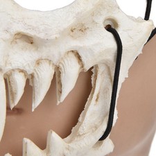 Masque De Crâne En Latex De