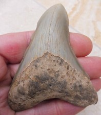 Megalodon Dent - 9cm (9.02 CM)