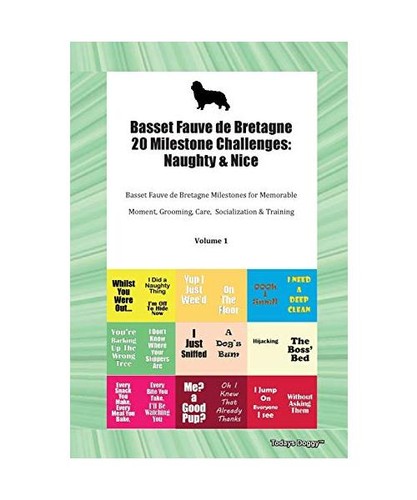 Basset fauve bretagne 20 - basset,