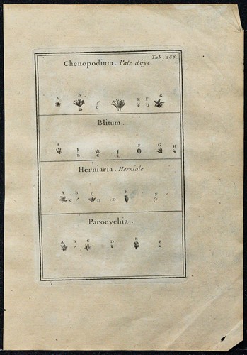 1719 pâte oye herniole - -, d’oye,