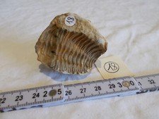 FOSSILE.TRILOBITE.CALYMENE.MAROC.MOULAGE EXTERNE.ERE PRIMAIRE.40G