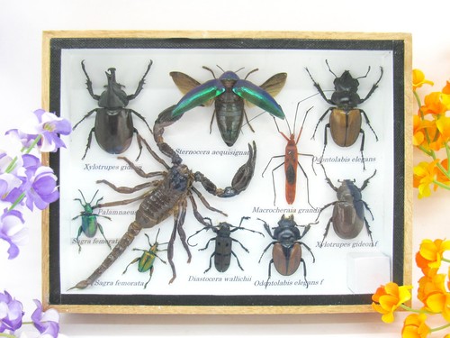 Insectes exotiques réel - exotiques,