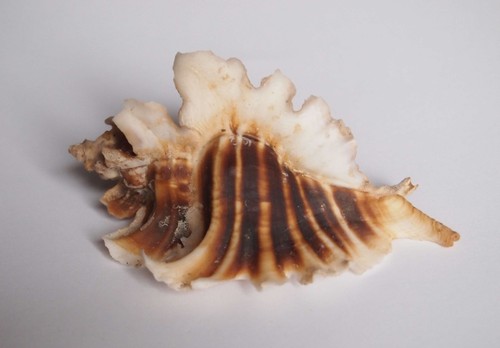 Pteropurpura trialata