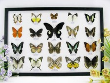 20 vrais papillons préparés comme murale - vitrine - entomologie - taxidermie 38