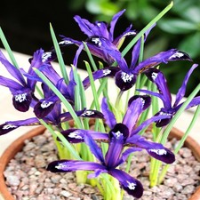 Bulbes d'iris réticulées bulbes fleurs Iris Blue Note 10 pcs