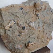 Bloc Ammonite et autres Fossiles, Saône Et Loire, France