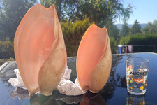 taxidermie , 2 Coquillage : Cymbium Glans XL 280 mm et 209 mm