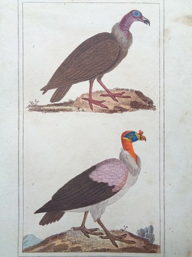 Buffon vauthier gravure - vauthier,