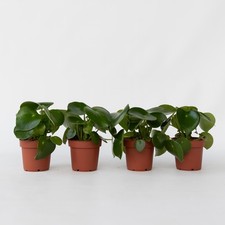 Pépéromie - Set de 4 -