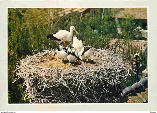 Carte postale animaux - carte,