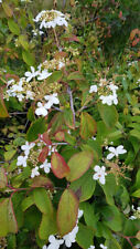 Viburnum plicatum