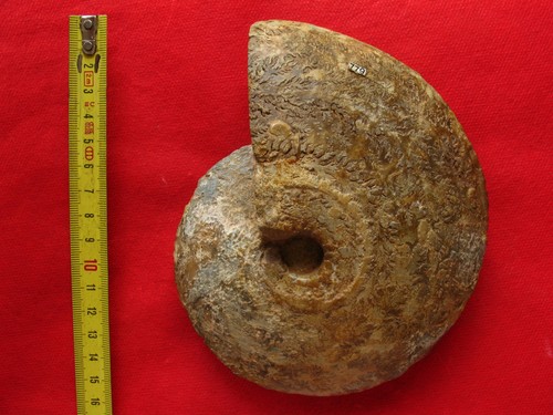 Ammonite oxfordien - ammonite, l'oxfordien