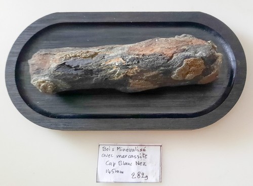 Collections fossile bois - collections,