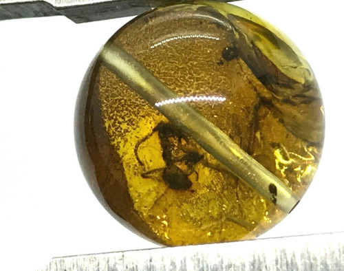 Ambre avec insecte perle - ambre,