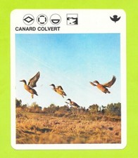 Fiche - Le livre de Paris - 1975 - Canard colvert