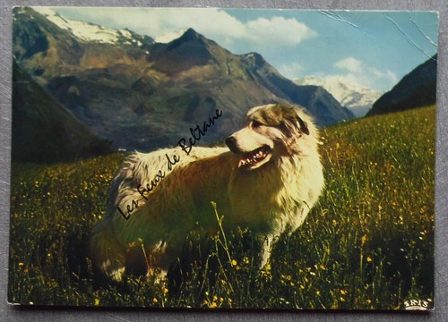 Chien berger des pyrenees - chien,