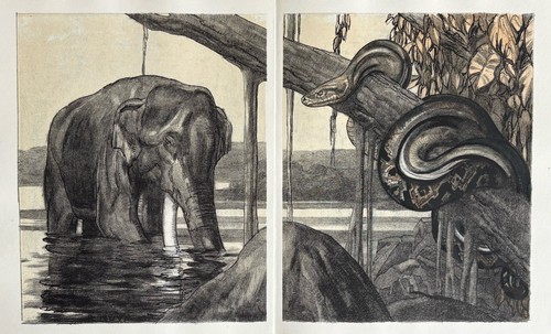 Paul jouve gravure animalière - gravure,