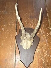 Massacre  trophée de chevreuil avec crâne sur ecusson bois